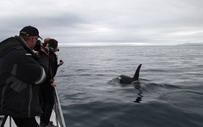 Photographing Orca