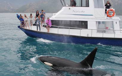 People on board our boat Delphinidae alongside orca