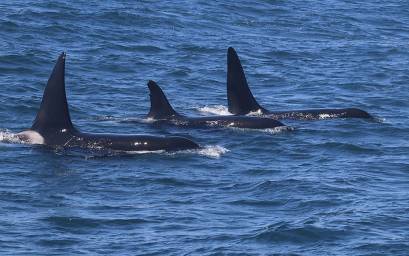 Orca trio