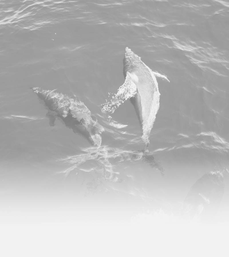 “Simply Awesome!”