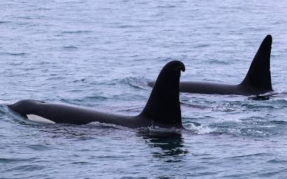 Orca pair