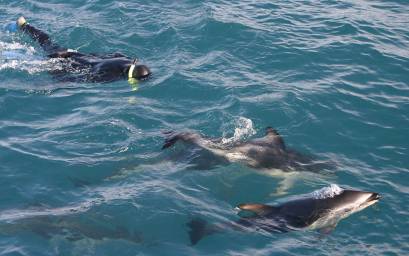 Swimming with the dolphins