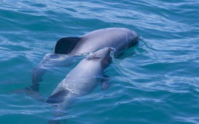 Hector's Dolphins