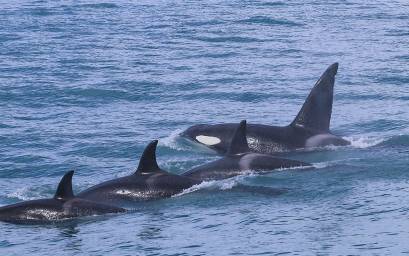 Orca pod