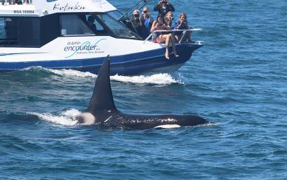 Viewing Orca from Kotuku