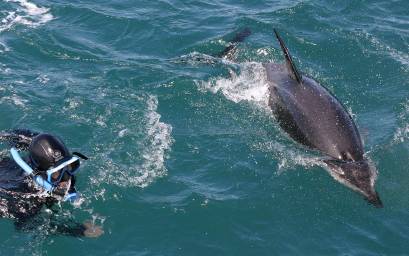 Swimming with the dolphins