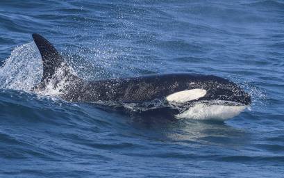 Orca surfing