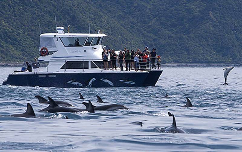 Lissodelphis Boat