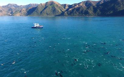 Large Pod of Dusky Dolphins
