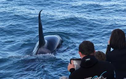 Orca up close