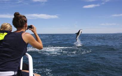 Dolphin Acrobatics