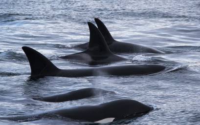 A pod of Orca