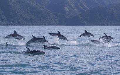 Dusky Dolphins on the Move