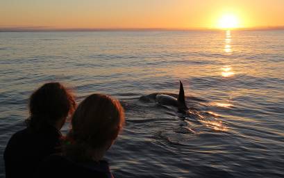 Sunrise with orca 