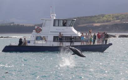 Dolphin Acrobatics aboard Delphinidae