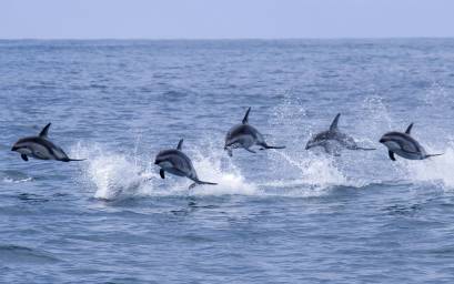 Dusky Dolphins On The Move