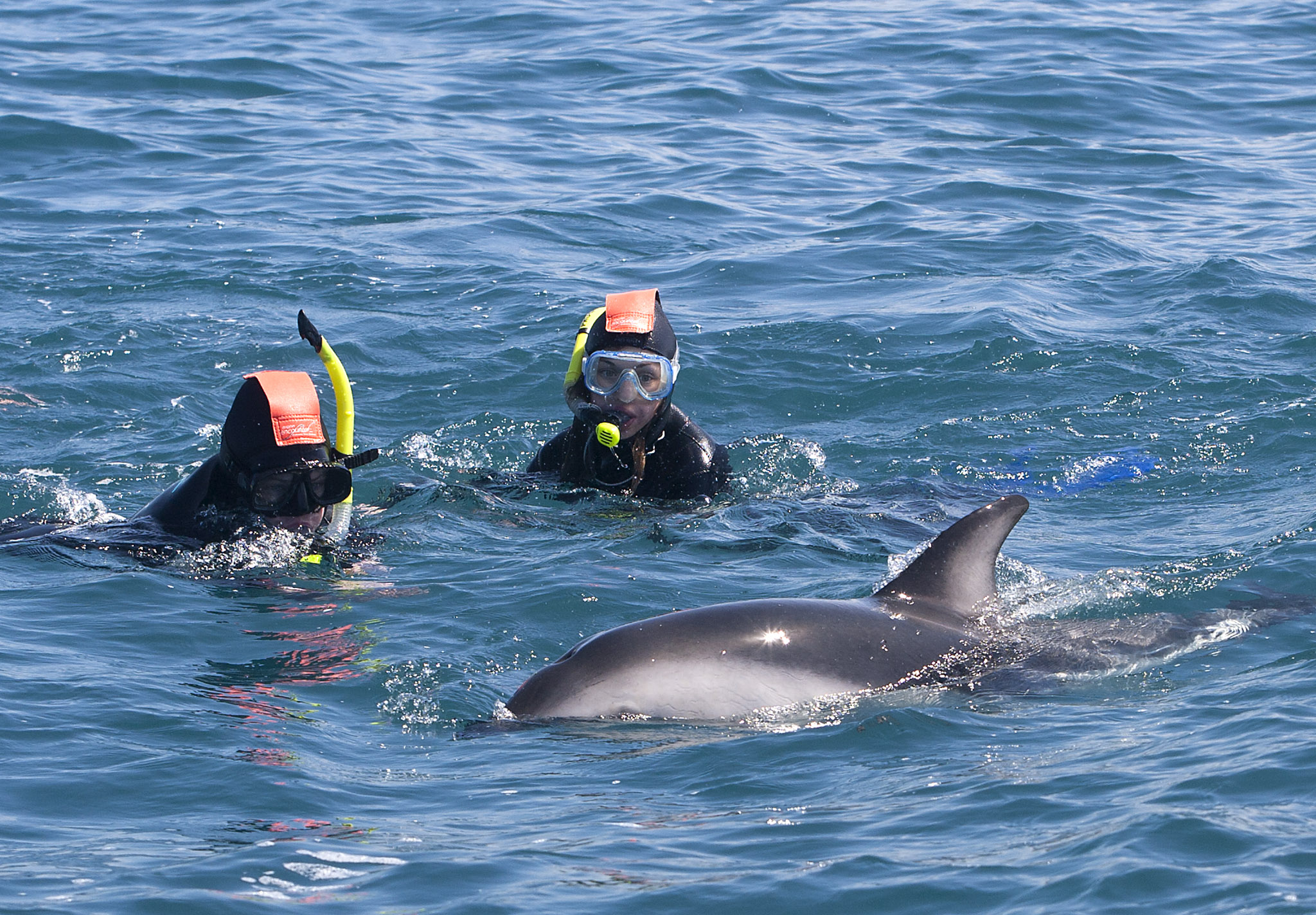 Swim With Dolphins Hero 