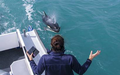 Orca swimming close to our boat