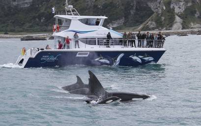 Encounter Kaikoura boat Moana Nui viewing Orca