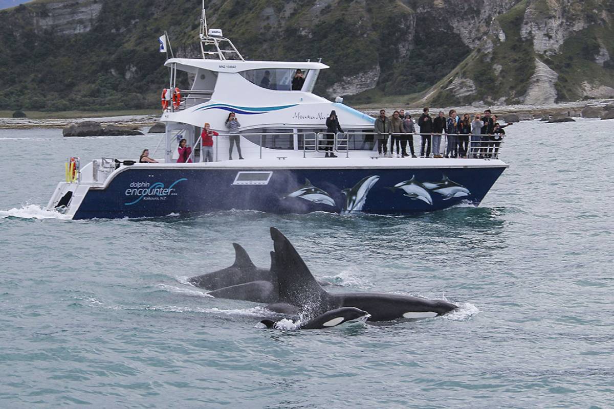 Orca