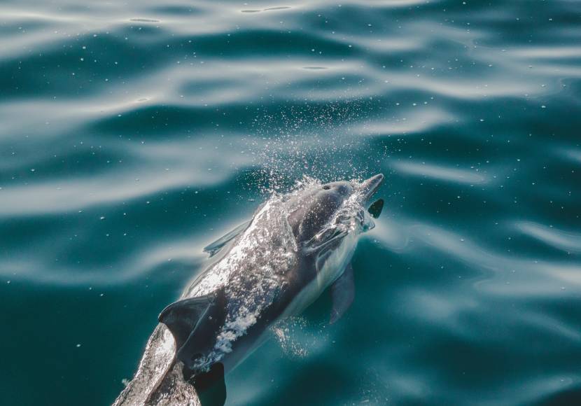 Dolphin Conservation: It’s up to all of us.
