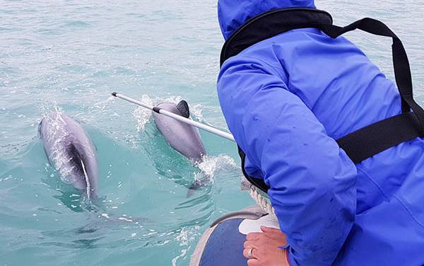 Read more on Kaikoura Ocean Research Institute