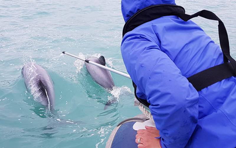 Breath Sampling Hector's Dolphins