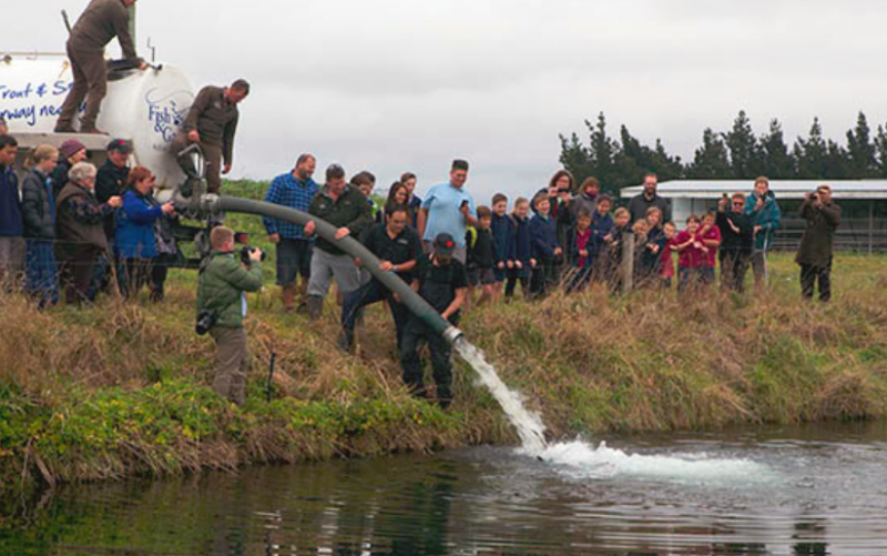 Releasing Salmon