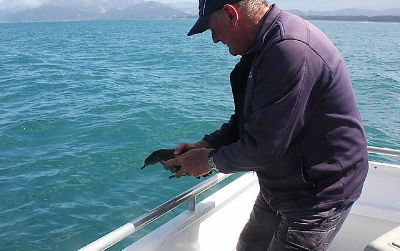 Skipper Gary Releasing a Fledged Hutton's Skipper Gary Releasing a Fledged Hutton's
