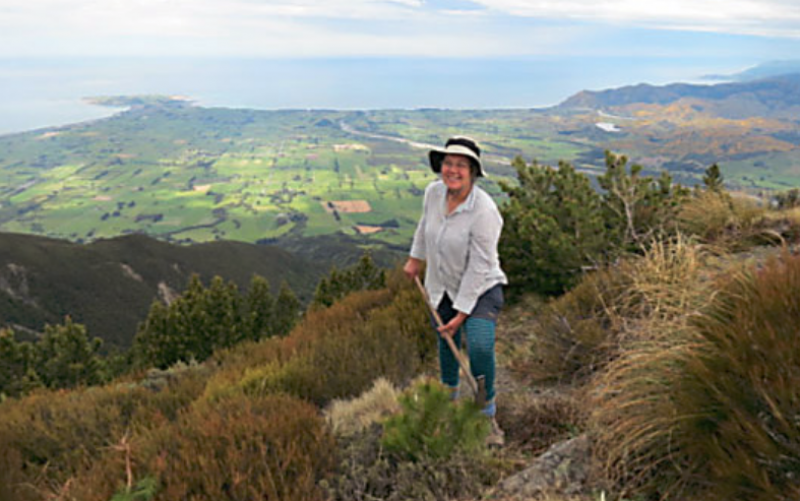 Volunteer Removing Wilding Pines Mt Fyffe