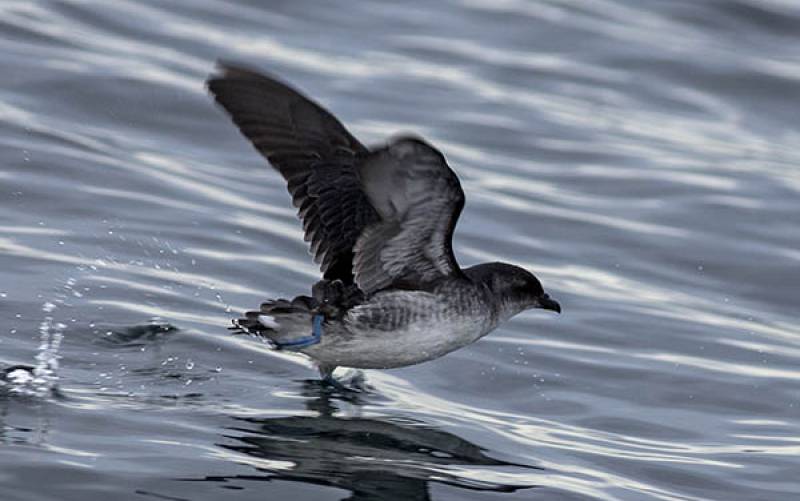 Diving Petrel