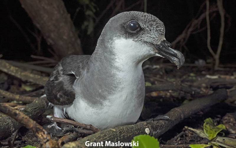 Chatham Petrel v7