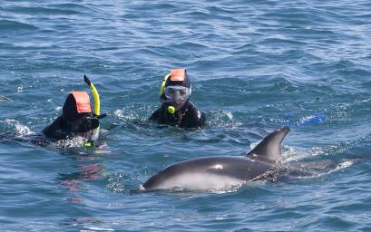 Swimming with Dusky Dolphins